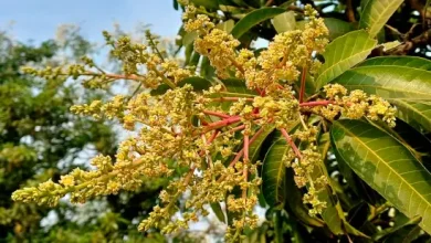 Bumper Kesar mango production in Saurashtra this summer