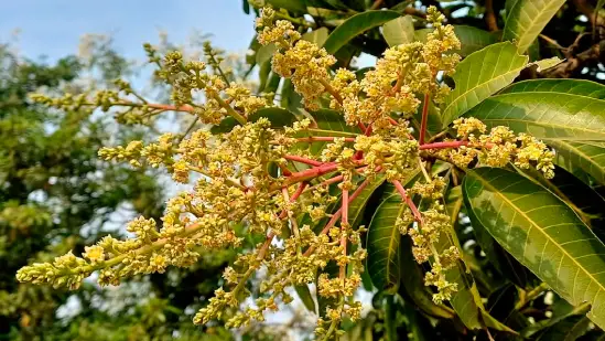 Bumper Kesar mango production in Saurashtra this summer