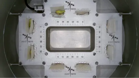 Cowpea Seeds Germination in Space Experiment