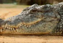 Vadodara Mysterious death 6 crocodiles Vishwamitri river two months