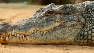 Vadodara Mysterious death 6 crocodiles Vishwamitri river two months