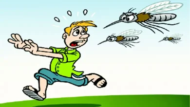 debunking-the-mosquito-human-difference-myth