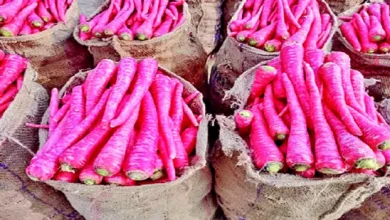 Fresh Red Carrots on a Wooden Board