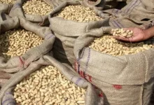 gujarat-government-purchases-groundnuts-worth-rs-6700-crore-at-support-price