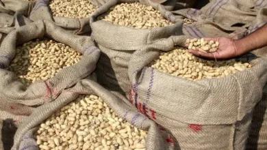 gujarat-government-purchases-groundnuts-worth-rs-6700-crore-at-support-price