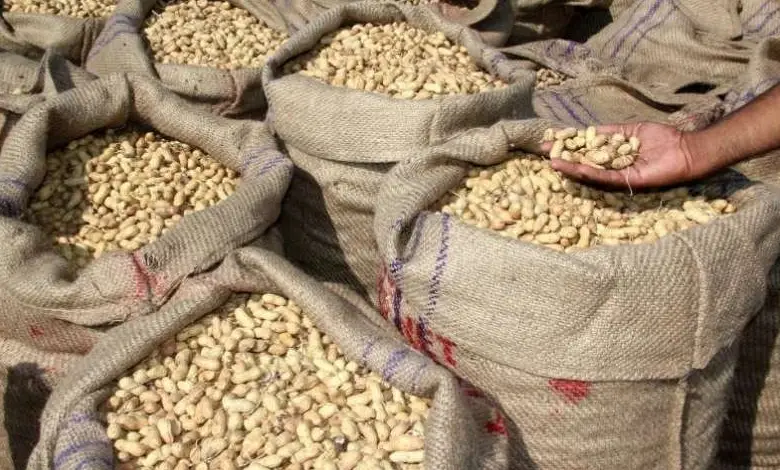 gujarat-government-purchases-groundnuts-worth-rs-6700-crore-at-support-price