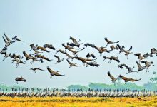 Serene winter grasslands of Gujarat