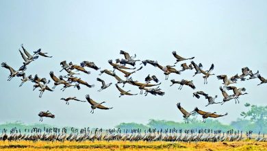 Serene winter grasslands of Gujarat