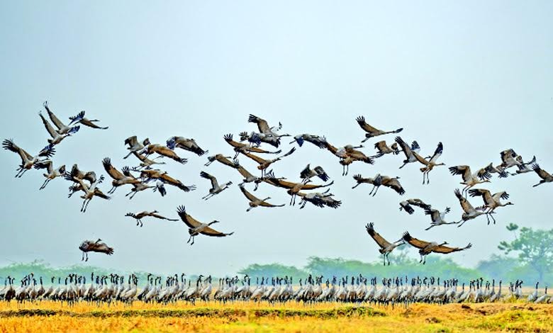 Serene winter grasslands of Gujarat