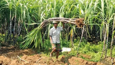 Increase in sugarcane production in Gujarat