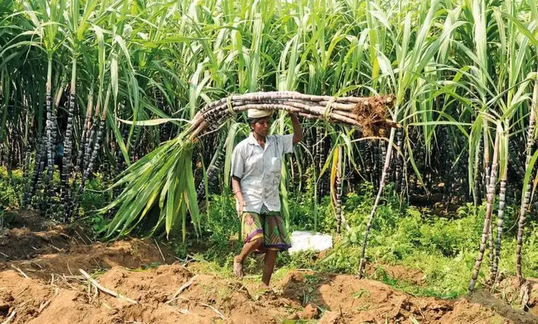 Increase in sugarcane production in Gujarat