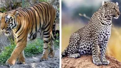 3 tigers and leopard die from bird flu at Nagpur rescue centre