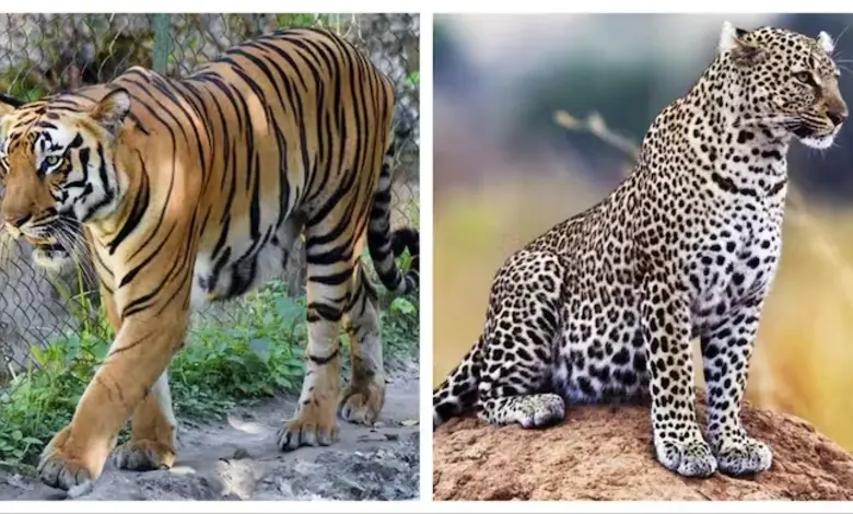 3 tigers and leopard die from bird flu at Nagpur rescue centre