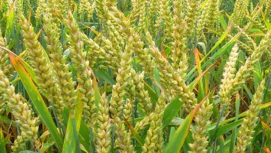 Rabi crops planted in 47.55 lakh hectares in Gujarat