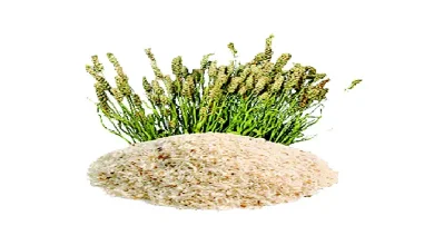 Isabgul husk for digestive health