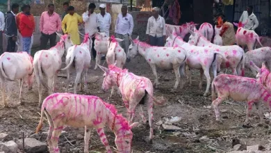 jejuri-donkey-market