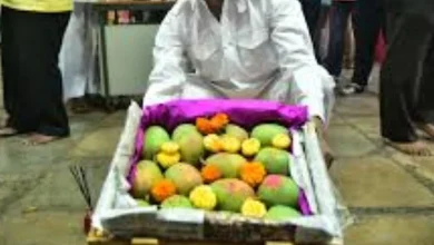 The king of fruits has arrived: Konkan's Hafus arrives in Mumbai, know its price