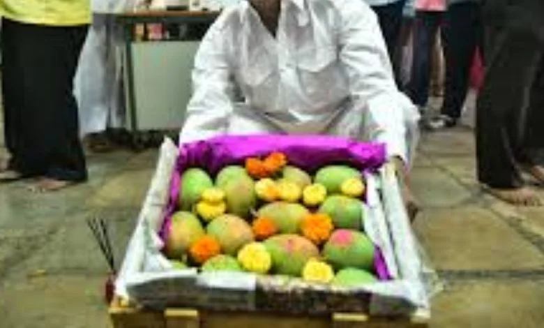 The king of fruits has arrived: Konkan's Hafus arrives in Mumbai, know its price