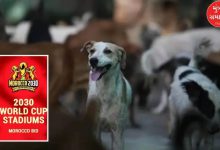 morocco to slaughter three million dogs