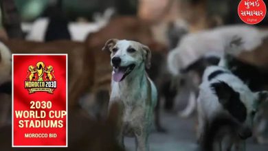 morocco to slaughter three million dogs