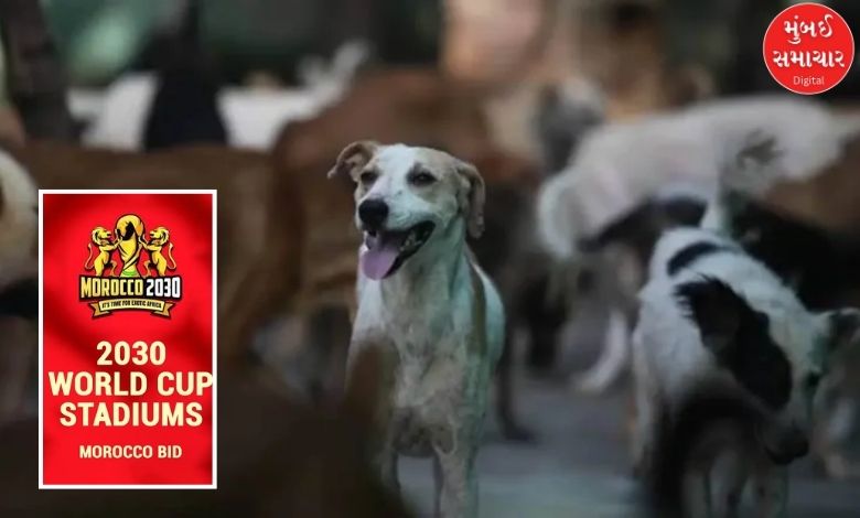 morocco to slaughter three million dogs