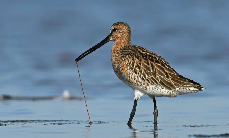 National Bird Day: Gujarat attracts not only tourists but also birds from home and abroad; Read the report