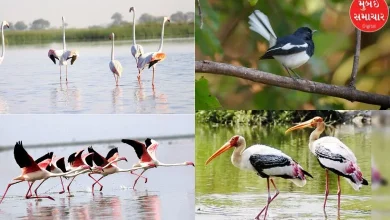 National Bird Day: Gujarat attracts not only tourists but also birds from home and abroad; Read the report