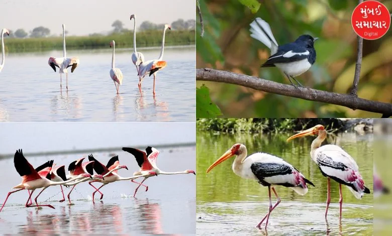 National Bird Day: Gujarat attracts not only tourists but also birds from home and abroad; Read the report