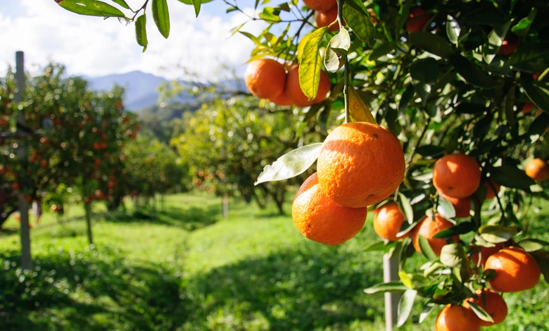 State government approves special assistance of Rs 165.83 crore for loss due to fruit drop in orange crop