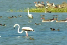 Parij Lake in Matar attracts 60,000 migratory birds from over 150 species