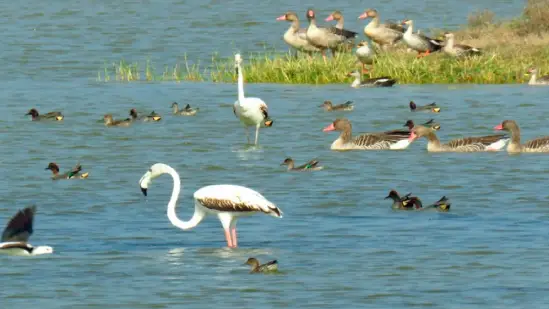 Parij Lake in Matar attracts 60,000 migratory birds from over 150 species