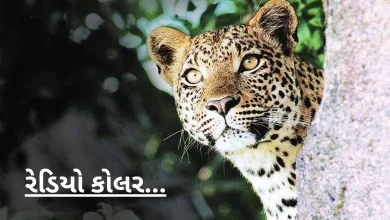 Innovative experiment: The arrival of a leopard in this city of Gujarat will be news