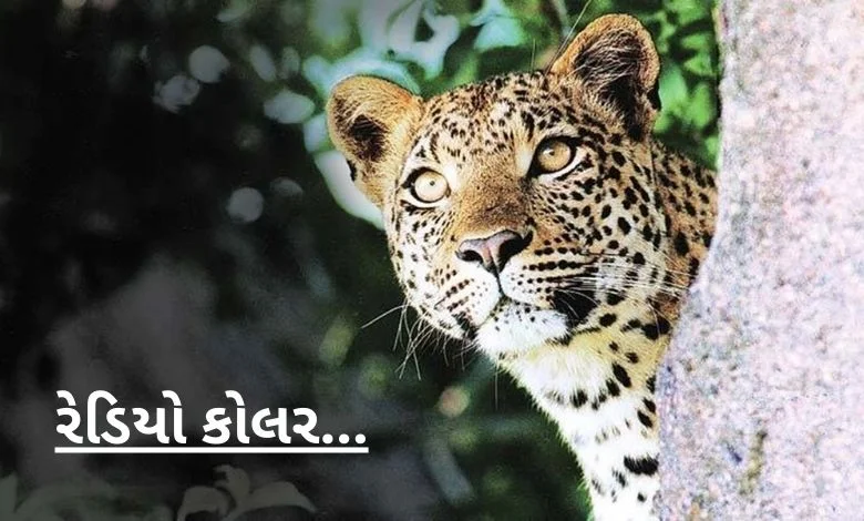 Innovative experiment: The arrival of a leopard in this city of Gujarat will be news