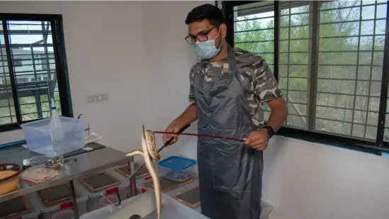 Snake researcher examining a snake in a laboratory.