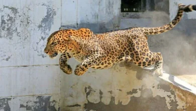 Leopard kills black bear near Statue of Unity! Officials rush to the spot