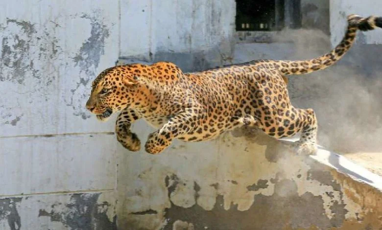 Leopard kills black bear near Statue of Unity! Officials rush to the spot