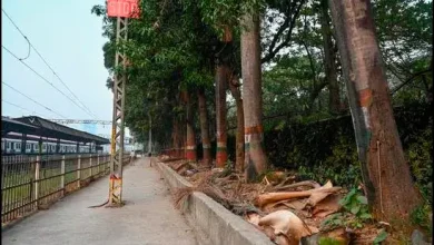 Trees marked for felling near Parel Railway Station, Mumbai