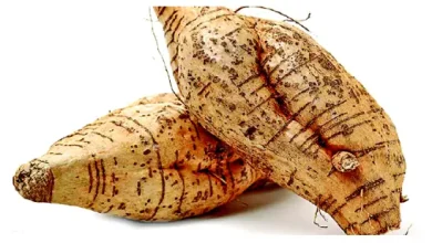 Vidarikand root, Pueraria tuberosa, Ayurvedic herb