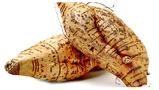 Vidarikand root, Pueraria tuberosa, Ayurvedic herb