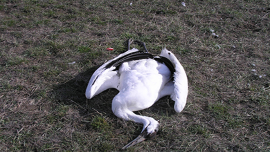 25 Common crane birds poached in Chharidhandham area of Kutch