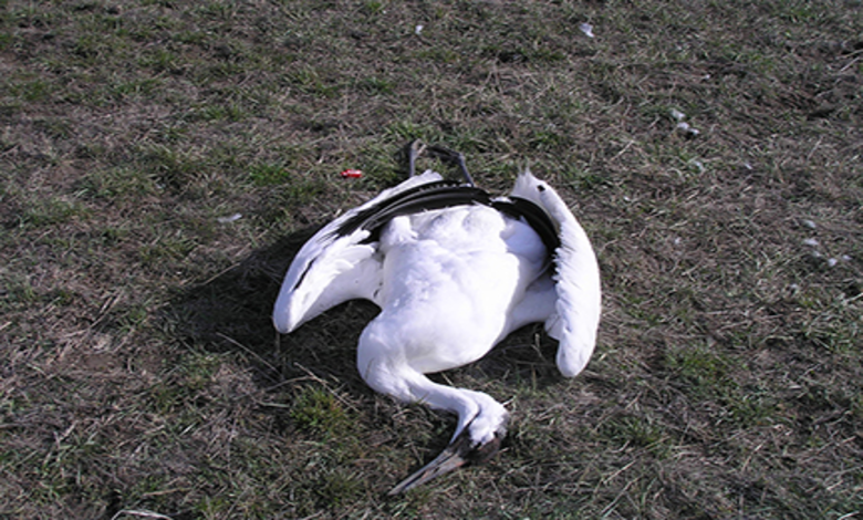 25 Common crane birds poached in Chharidhandham area of Kutch