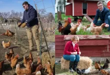 People in America are raising chickens on rent! Find out what suddenly happened