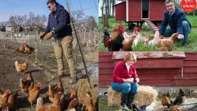 People in America are raising chickens on rent! Find out what suddenly happened