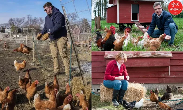 People in America are raising chickens on rent! Find out what suddenly happened