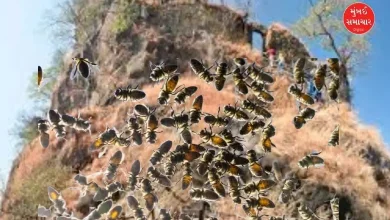 Karnala Fort bee attack incident