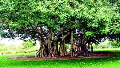 Ancient banyan tree roots intertwined with Gujarati cultural symbols and Indo-European linguistic elements