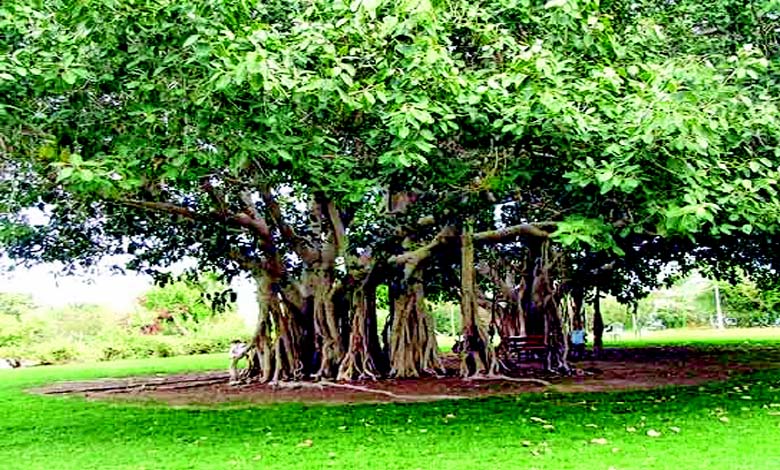 Ancient banyan histrion   roots intertwined with Gujarati taste  symbols and Indo-European linguistic elements