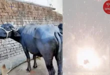 Another incident happened in Kutch: Now an explosive laddu explodes in the mouth, leaving a buffalo bleeding