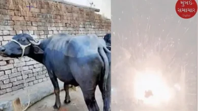 Another incident happened in Kutch: Now an explosive laddu explodes in the mouth, leaving a buffalo bleeding