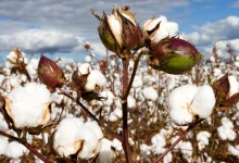 Gujarat Tops in Cotton production in country